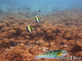 scuba diving photo