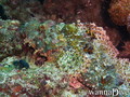 scuba diving photo