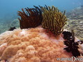scuba diving photo