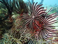 scuba diving photo