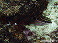 scuba diving photo