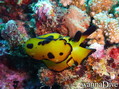 scuba diving photo