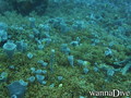 scuba diving photo