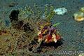 scuba diving photo
