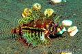 scuba diving photo