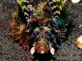 scuba diving photo