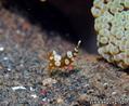 scuba diving photo
