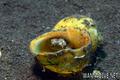 scuba diving photo