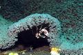 scuba diving photo