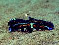 scuba diving photo