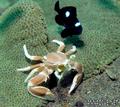 scuba diving photo