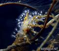 scuba diving photo