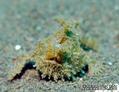 scuba diving photo