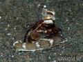 scuba diving photo