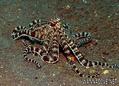 scuba diving photo