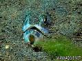 scuba diving photo