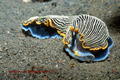 scuba diving photo