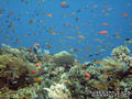 scuba diving photo
