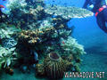 scuba diving photo