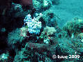 scuba diving photo