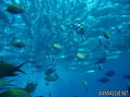 scuba diving photo