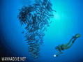 scuba diving photo