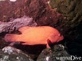 scuba diving photo
