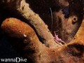 scuba diving photo