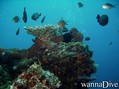scuba diving photo