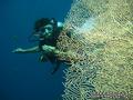 scuba diving photo