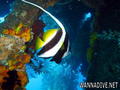 scuba diving photo