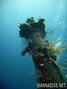 scuba diving photo