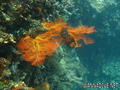 scuba diving photo