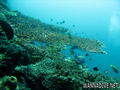 scuba diving photo