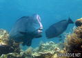 scuba diving photo