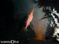 scuba diving photo