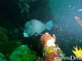 scuba diving photo