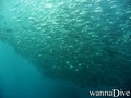 scuba diving photo