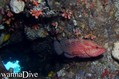 scuba diving photo