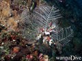 scuba diving photo