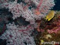 scuba diving photo