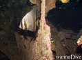 scuba diving photo