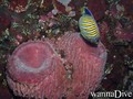 scuba diving photo
