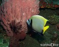 scuba diving photo