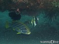 scuba diving photo