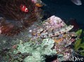 scuba diving photo