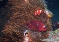 scuba diving photo