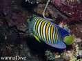 scuba diving photo