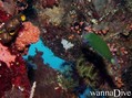 scuba diving photo