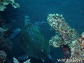 scuba diving photo